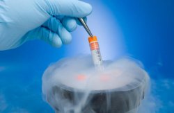 Заморозка и последующая разморозка эмбриона